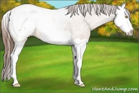 Horse Color:Amber Champagne Splash Appaloosa 