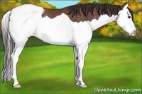 Horse Color:Bay Splash Appaloosa Rabicano 