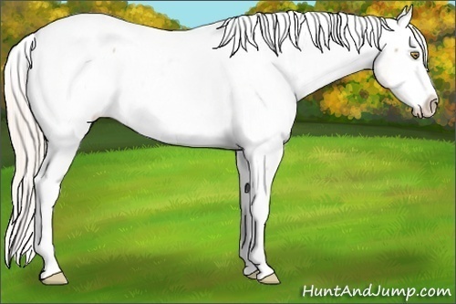 Horse Color:Silver Amber Champagne Roan Splash Appaloosa 