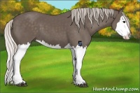 Horse Color:Silver Black Splash