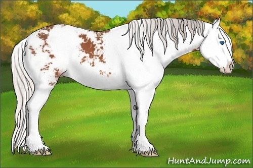 Horse Color:Silver Bay Sabino Splash