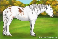 Horse Color:Silver Bay Sabino Splash