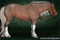 Horse Color:Silver Bay Roan 