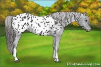 Horse Color:Black Appaloosa 