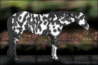 Horse Color:Black Near Leopard Rabicano 
