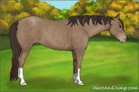 Horse Color:Classic Champagne 