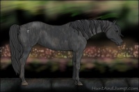 Horse Color:Black  Brindle