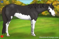 Horse Color:Liver Chestnut Splash Frame 