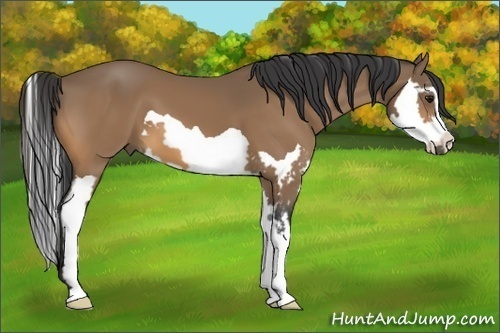 Horse Color:Buckskin Splash Frame 