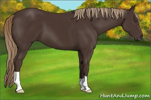 Horse Color:Liver Chestnut 