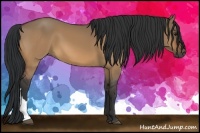 Horse Color:Bay Dun