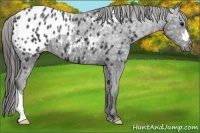 Horse Color:Black Ice Appaloosa