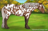 Horse Color:Silver Bay Appaloosa 