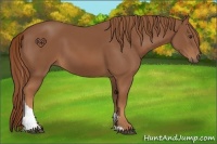 Horse Color:Chestnut Tobiano