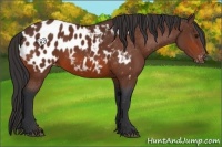Horse Color:Bay Appaloosa 