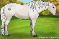 Horse Color:Silver Bay Roan Appaloosa 