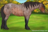 Horse Color:Bay Roan Appaloosa