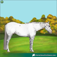 Horse Color:Brown Appaloosa