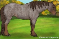 Horse Color:Liver Red Roan Frame