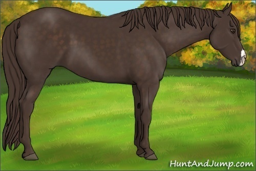 Horse Color:Liver Chestnut Frame 