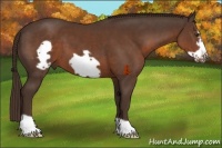 Horse Color:Liver Chestnut Frame