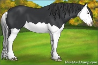 Horse Color:Black Splash