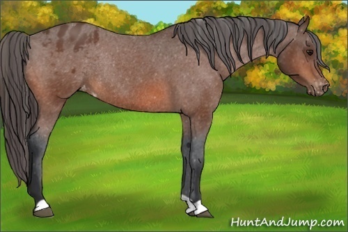 Horse Color:Bay Appaloosa Rabicano 