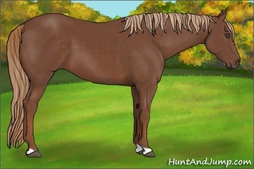 Horse Color:Chestnut 