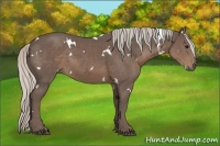 Horse Color:White Spotted Silver Black 