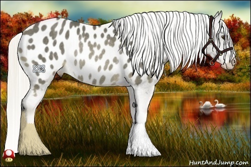 Horse Color:Chocolate Palomino Appaloosa Rabicano 