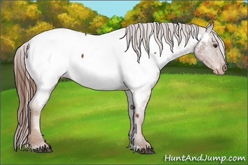 Horse Color:Chestnut Appaloosa