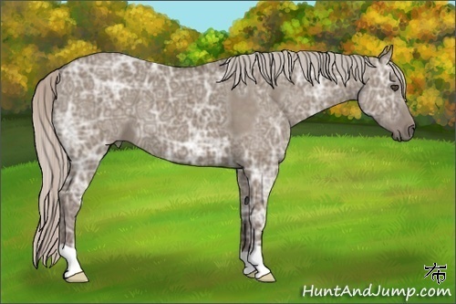 Horse Color:Silver Grullo Ice 