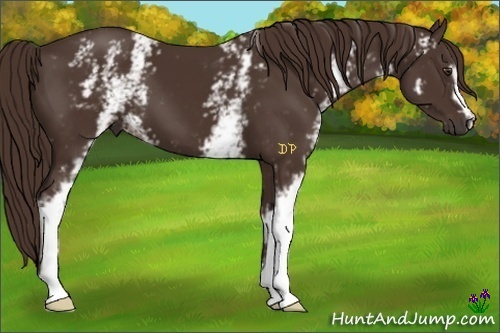 Horse Color:White Spotted Liver Chestnut 