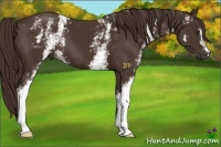 Horse Color:White Spotted Liver Chestnut