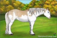 Horse Color:Silver Bay Dun Splash 