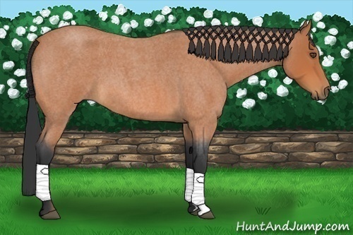 Horse Color:Bay Roan 