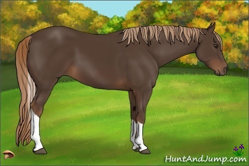 Horse Color:Liver Chestnut Tobiano