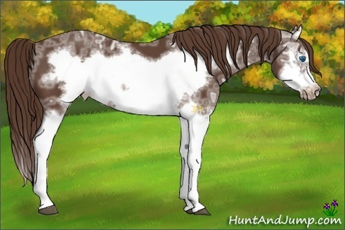 Horse Color:Liver Chestnut Ice Splash Frame 