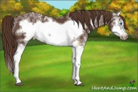 Horse Color:Liver Chestnut Ice Splash Frame