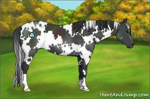 Horse Color:White Spotted Black
