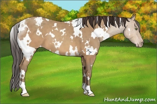 Horse Color:White Spotted Sable Champagne 