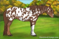 Horse Color:Chestnut Appaloosa 