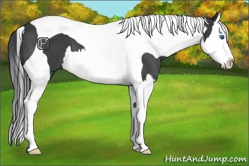 Horse Color:Black Splash Tobiano 