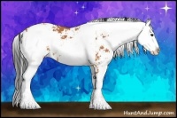 Horse Color:Bay Sabino