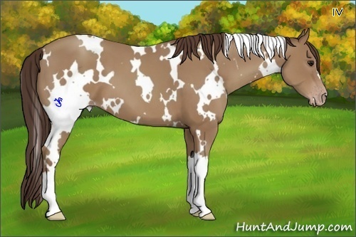 Horse Color:White Spotted Classic Champagne 