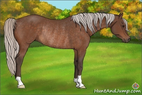 Horse Color:Silver Bay Rabicano 