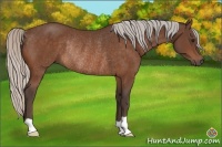 Horse Color:Silver Bay Rabicano