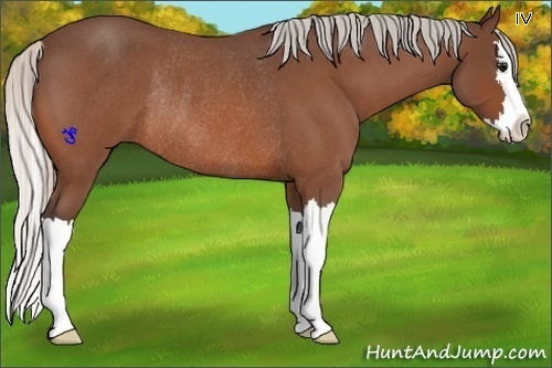 Horse Color:Silver Bay Roan Splash Rabicano