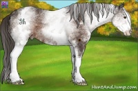 Horse Color:White Spotted Liver Chestnut