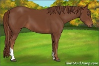 Horse Color:Chestnut Tobiano Rabicano